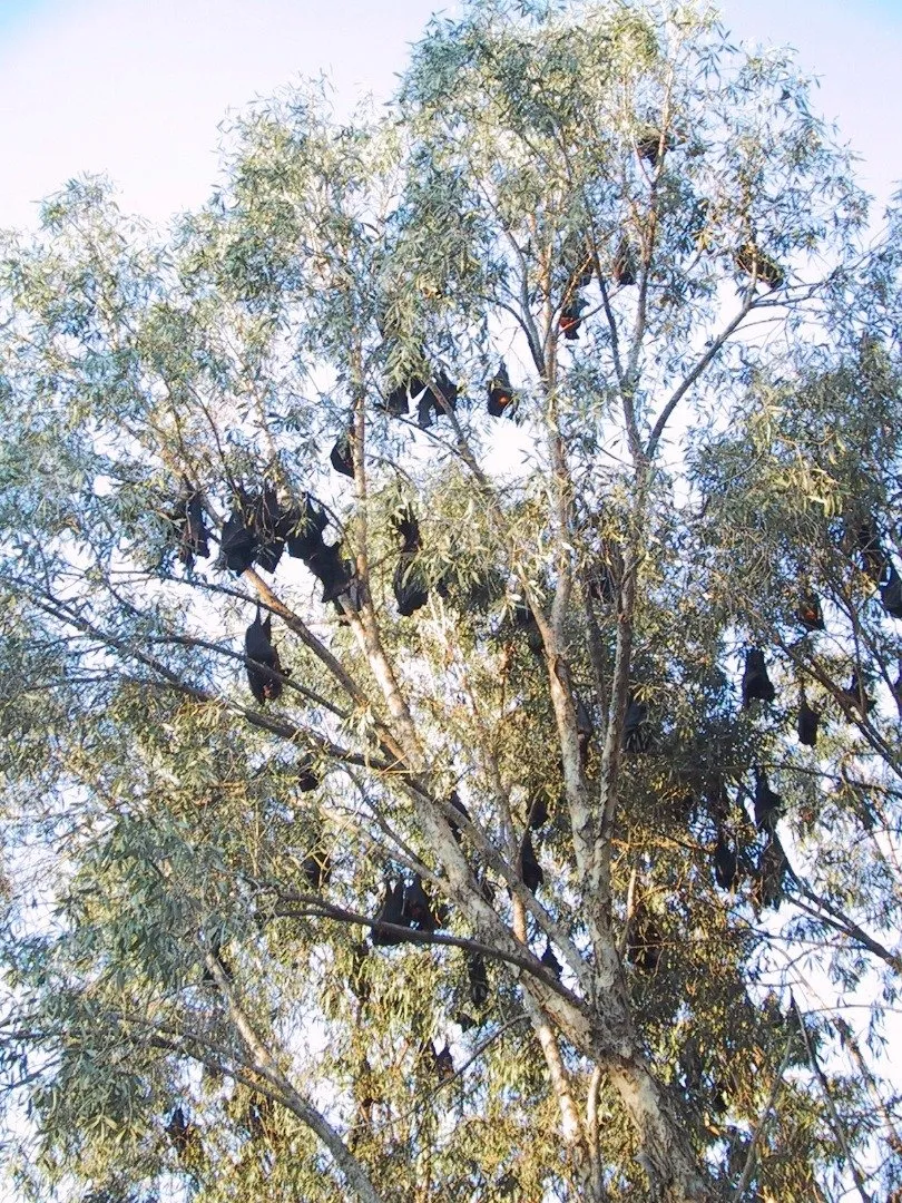 australia - fruit bats katherine gorge