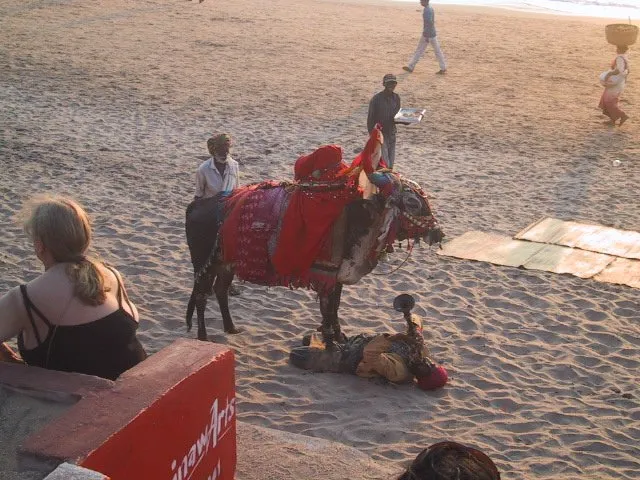 goa - dancing cow