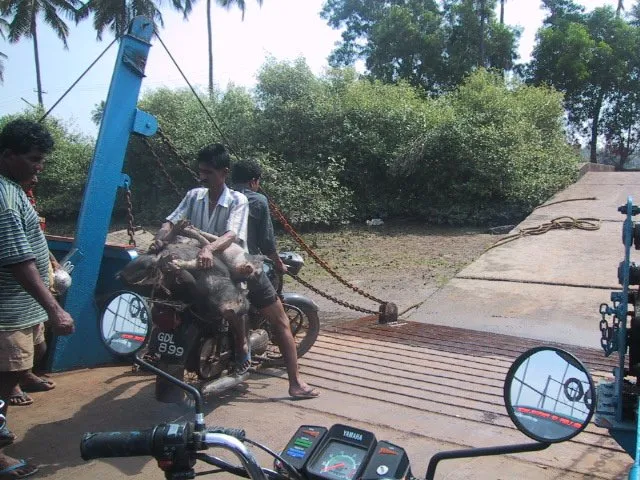 goa - two men and two pigs on a motorbike on a boat