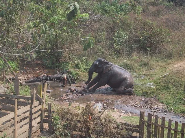 thailand - chiang mai district - bath time for elephant