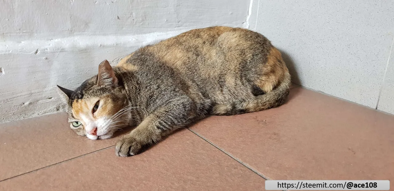 Cat 20