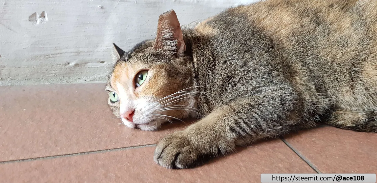 Cat 40