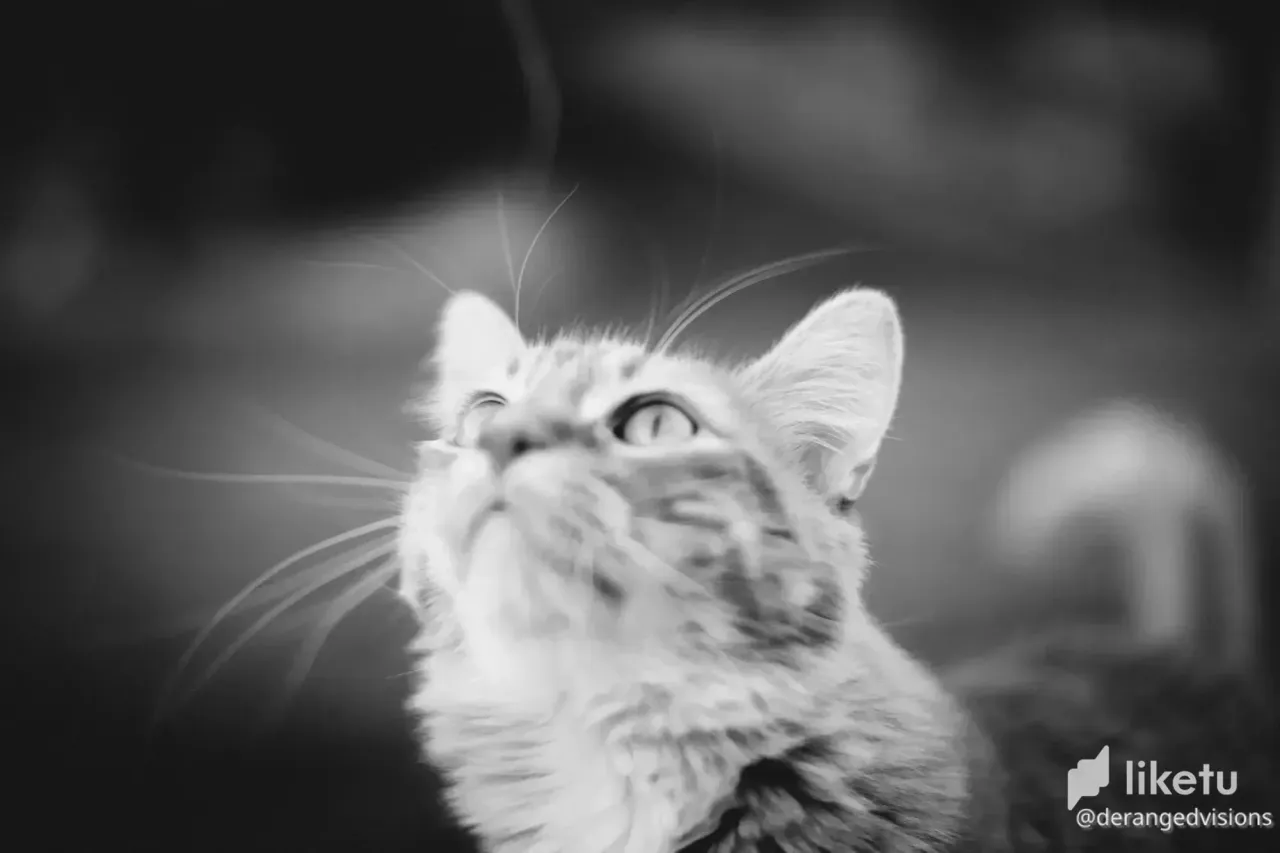 cl76qj28o009u1wm78khp42dv_cats-9778.webp