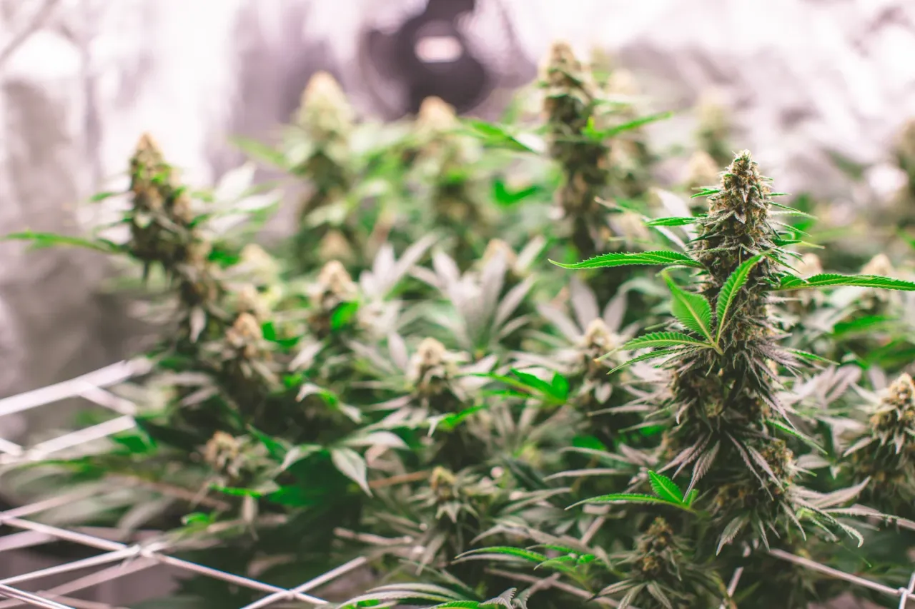 clajxb5u3037j19mjhz1a8x5p_weed-1986.webp