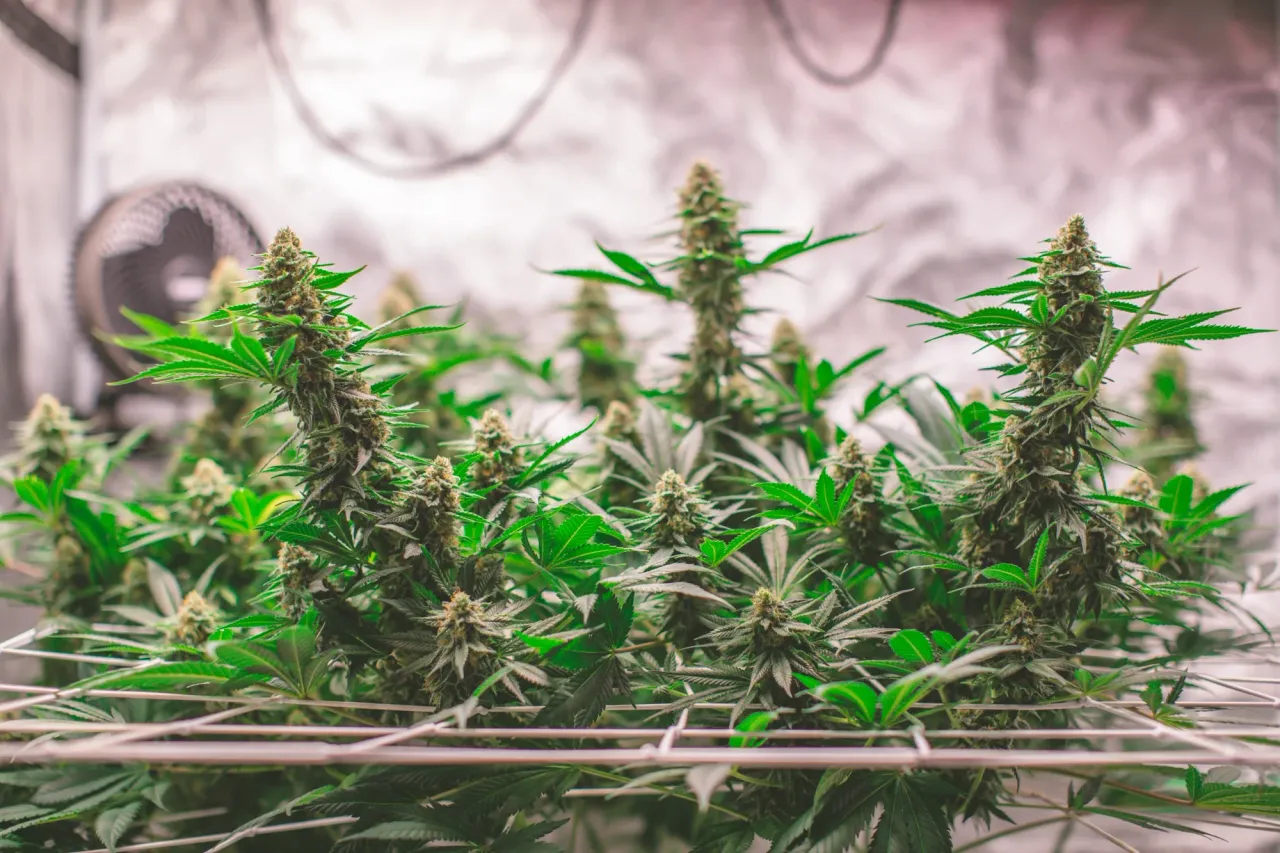clajxb6c503bh2pmjbqxm458c_weed-1984.webp