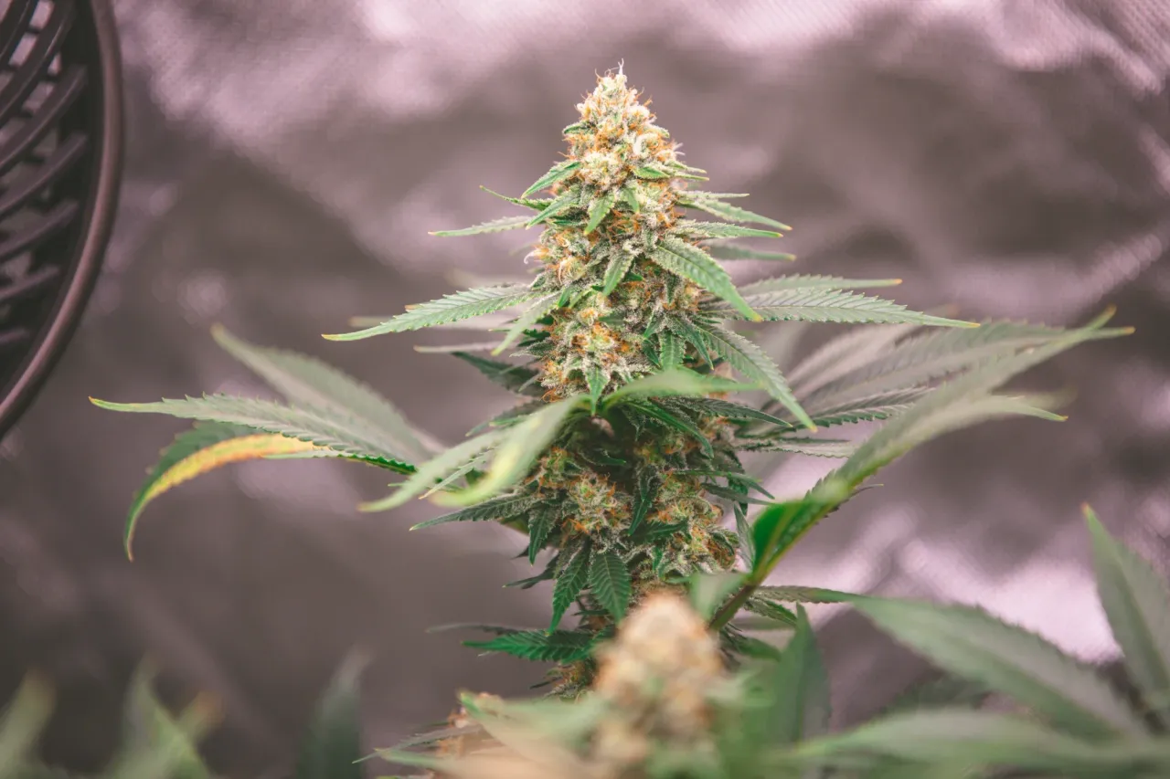 clajxbcll03882cmjakdhf80b_weed-1996.webp