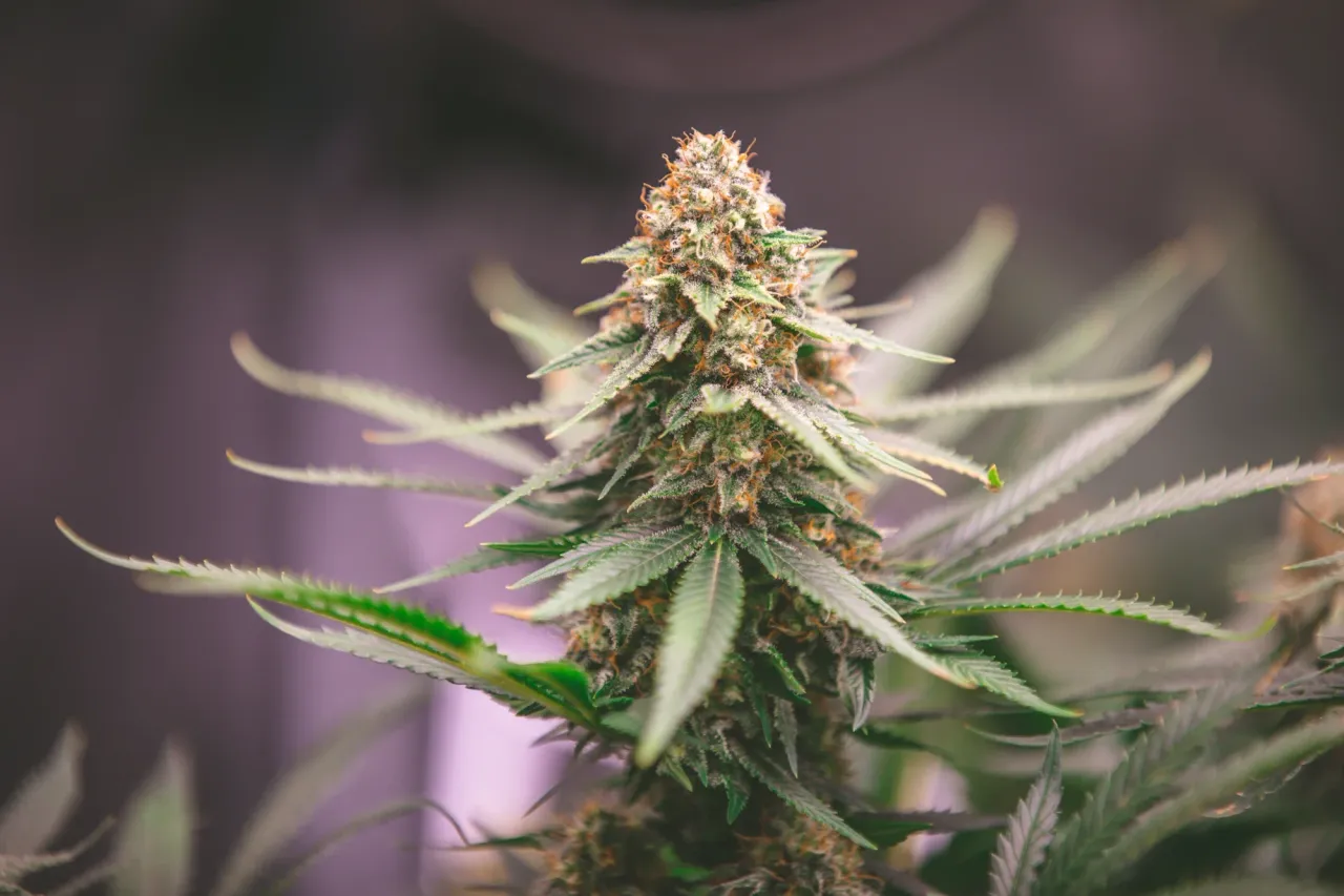 clajxbhyn036b0pmjchk4hh2d_weed-1998.webp
