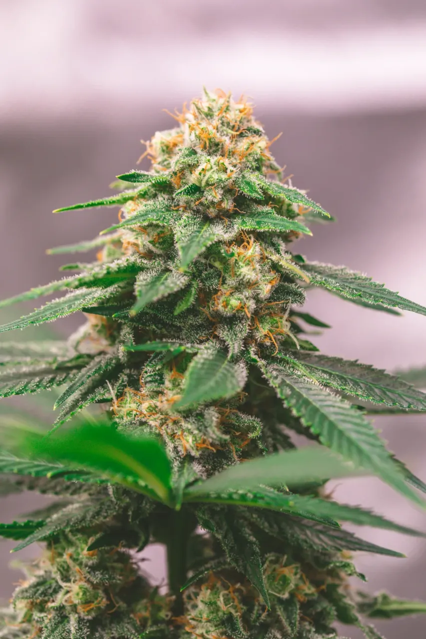 clajxbohj03800xmjhsgccykd_weed-2011.webp