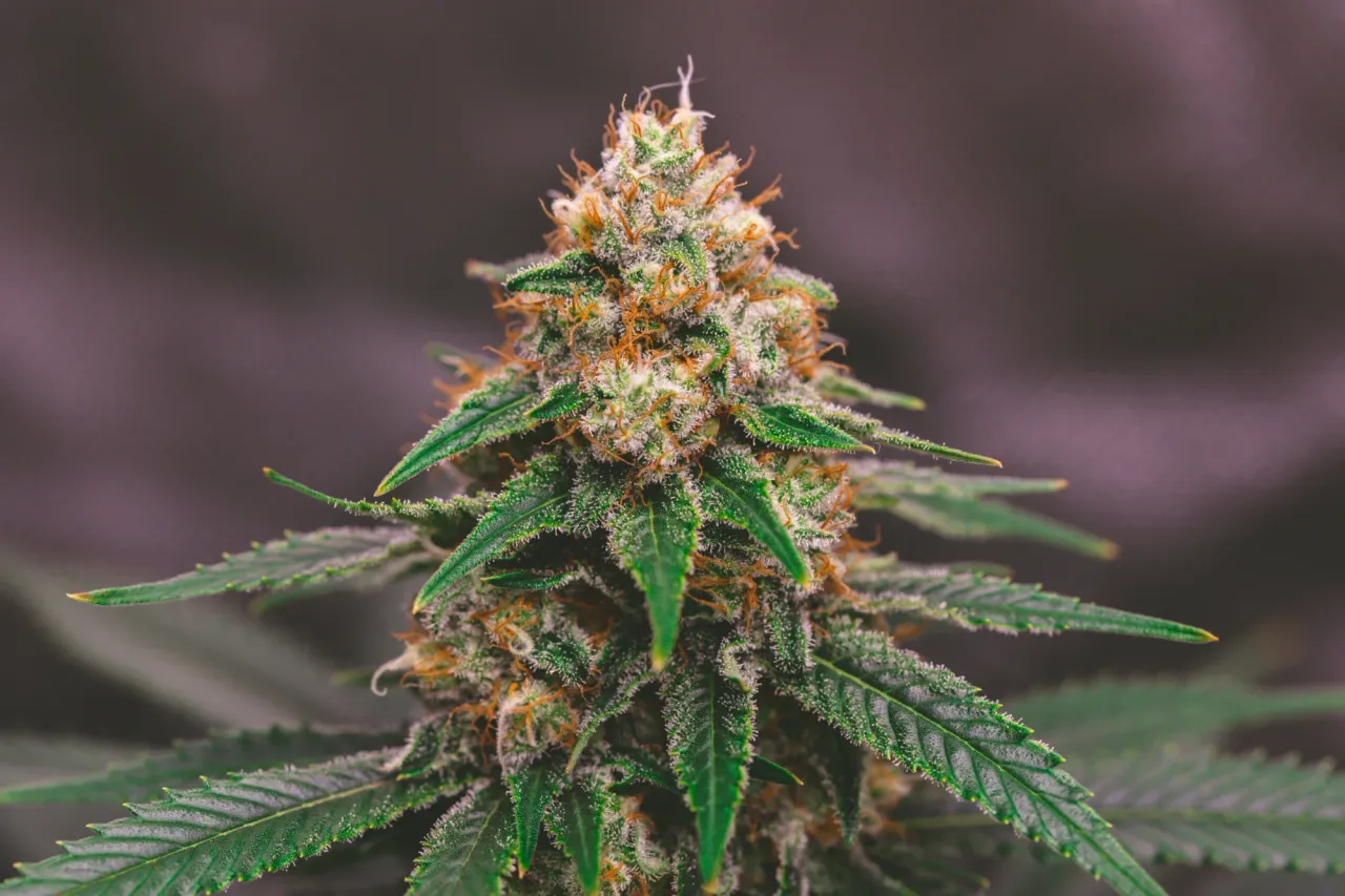 clajxbuz503a61ymjayrsce9n_weed-2016.webp
