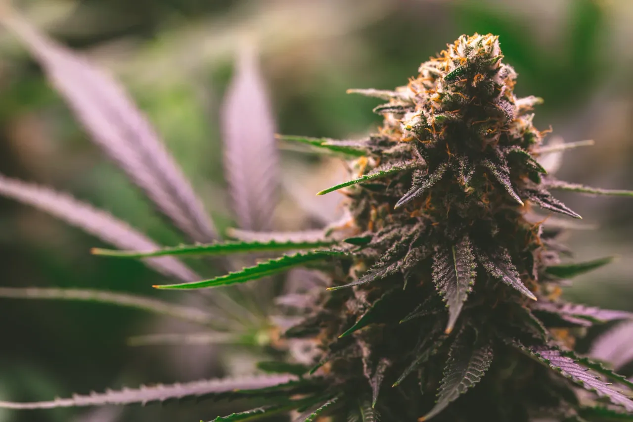 clar77qc304nt0xmjg3y8gzki_weed-2021.webp