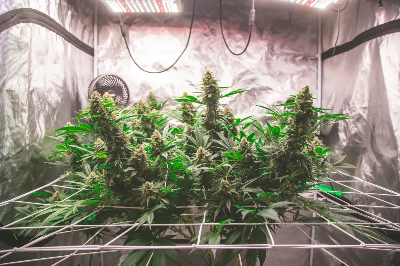 clar77rnl04kg1hmjf27ugaad_weed-2020.webp