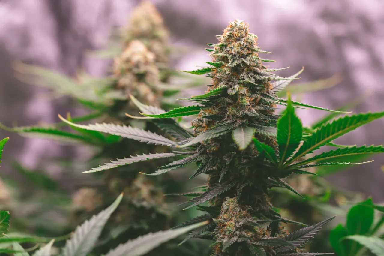 clar77u2a04jp19mjgfqv8ez4_weed-2026.webp