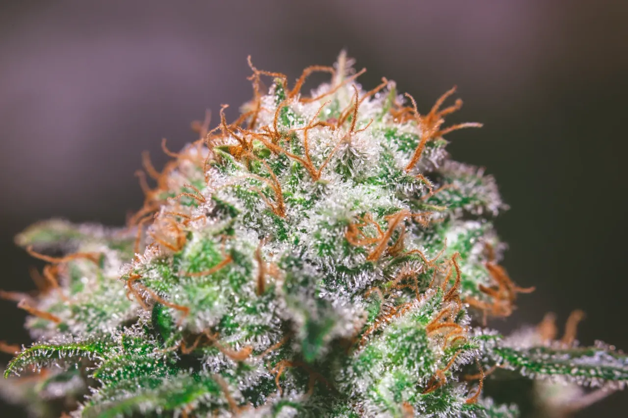 clar77wgp04kf2cmj6lrock23_weed-2030.webp