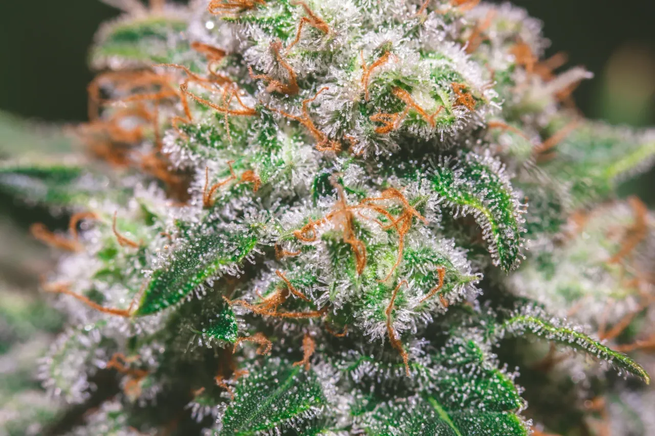 clar77y9i04re2pmj9p486ckr_weed-2032.webp
