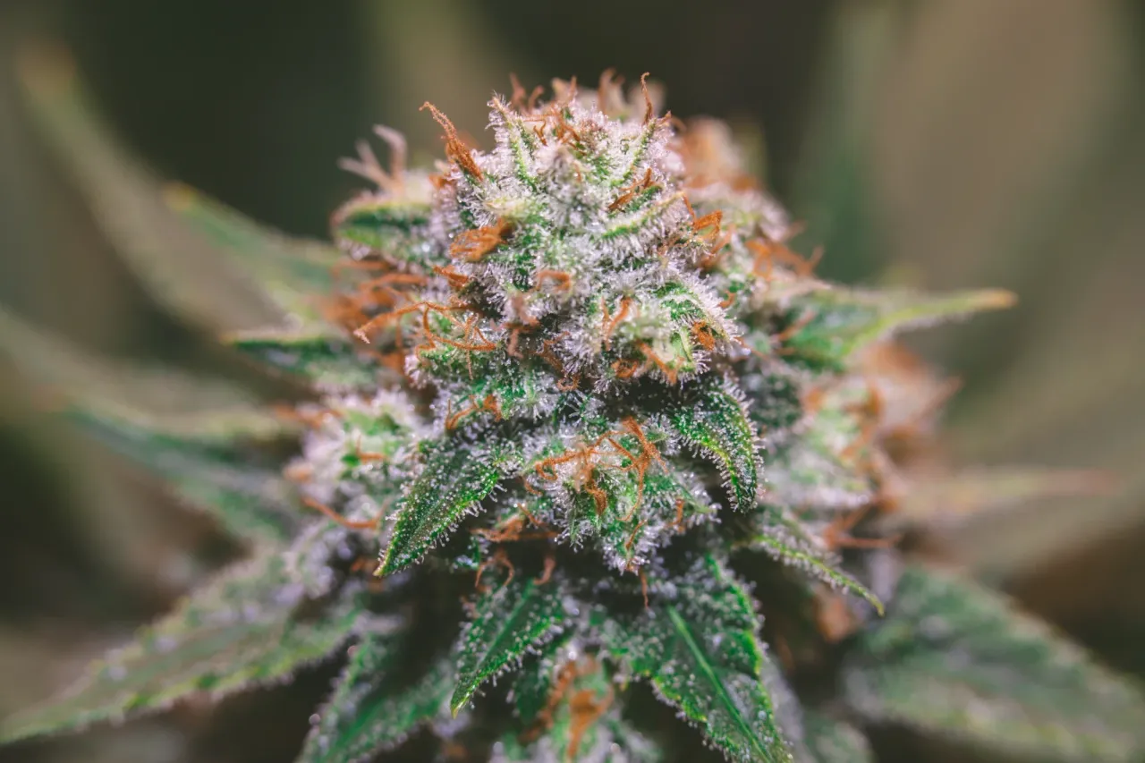 clar780bm04nu1ymj2hs7gk5g_weed-2036.webp