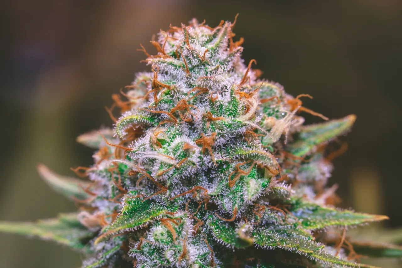 clar782ya04ie0pmjf30348d6_weed-2038.webp