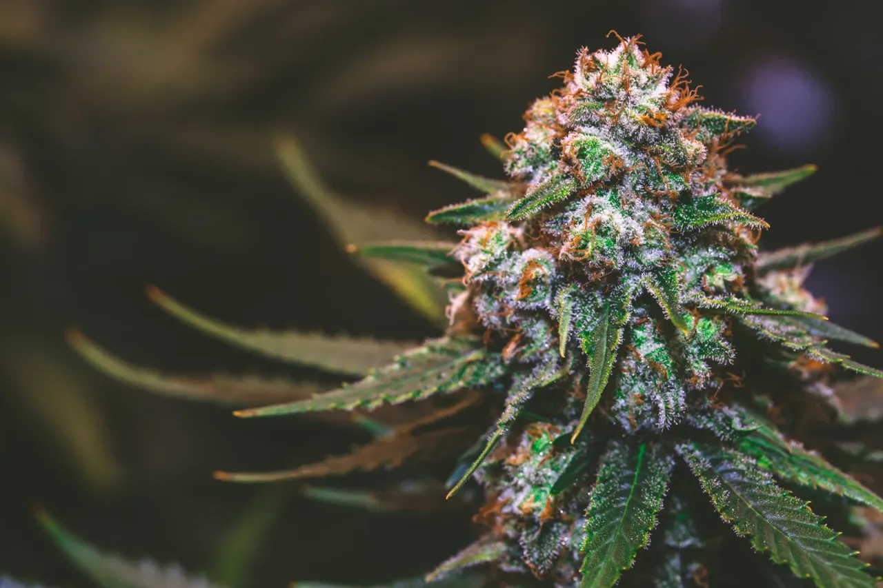 clar7858604lv0imj93i7g8mx_weed-2039.webp