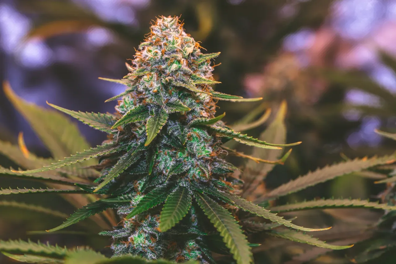 clar787ry04nw0xmj3t7fb6nn_weed-2040.webp