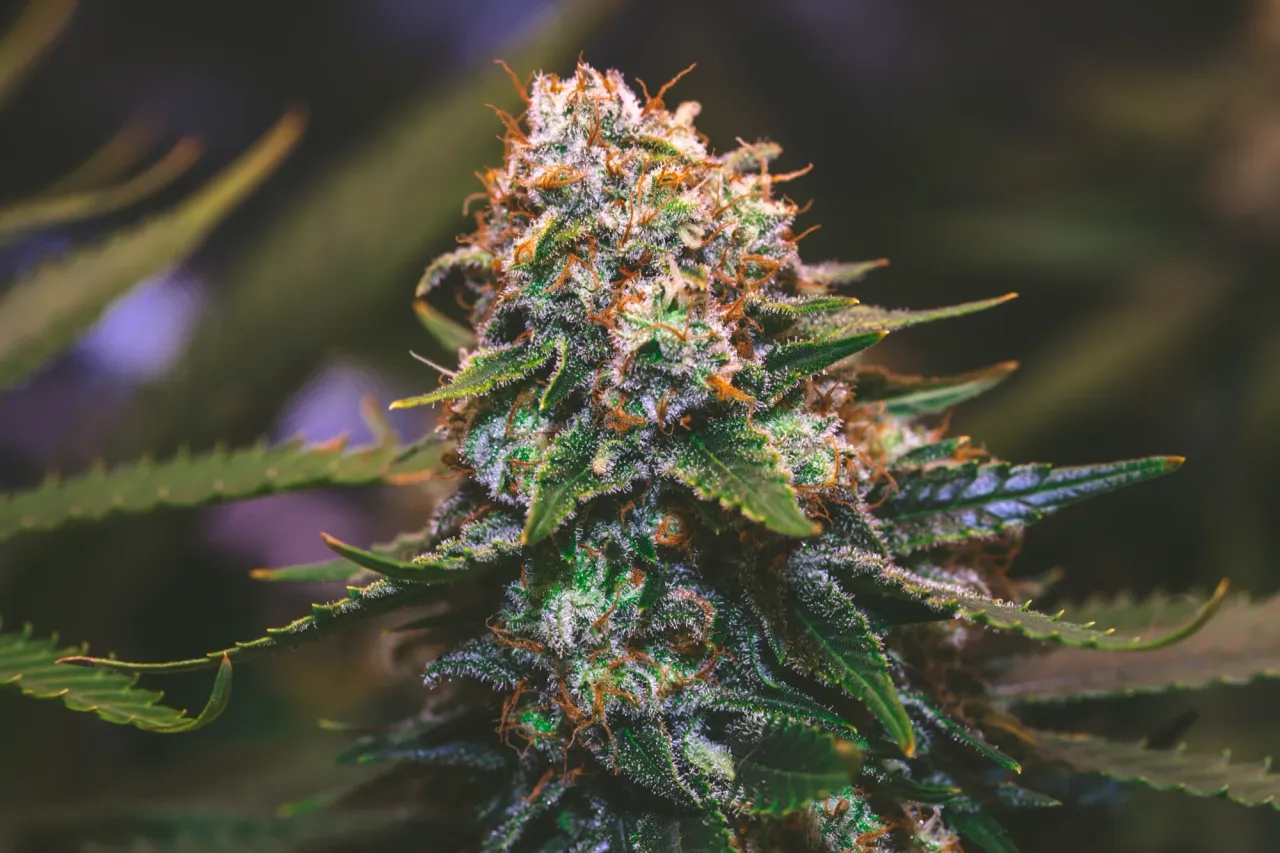 clar78f5s04kj1hmjd587g6xr_weed-2041.webp