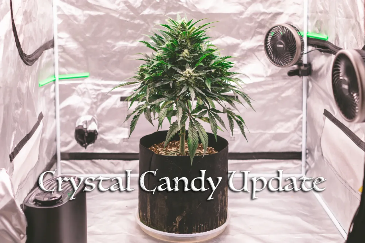 clc7xd0o500lu5wsz9red5ci2_weed-2222.webp