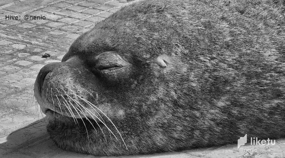 cl8w7zypj00ea2ckc4at399j7_sealion-020-bw.webp