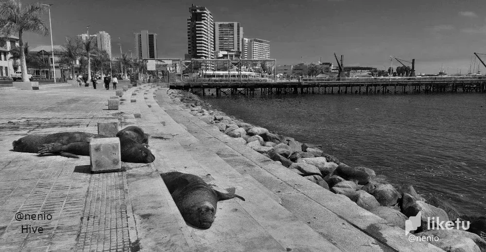 cl8w8079v00cm24kcb8d37j2l_sealion-023-bw.webp