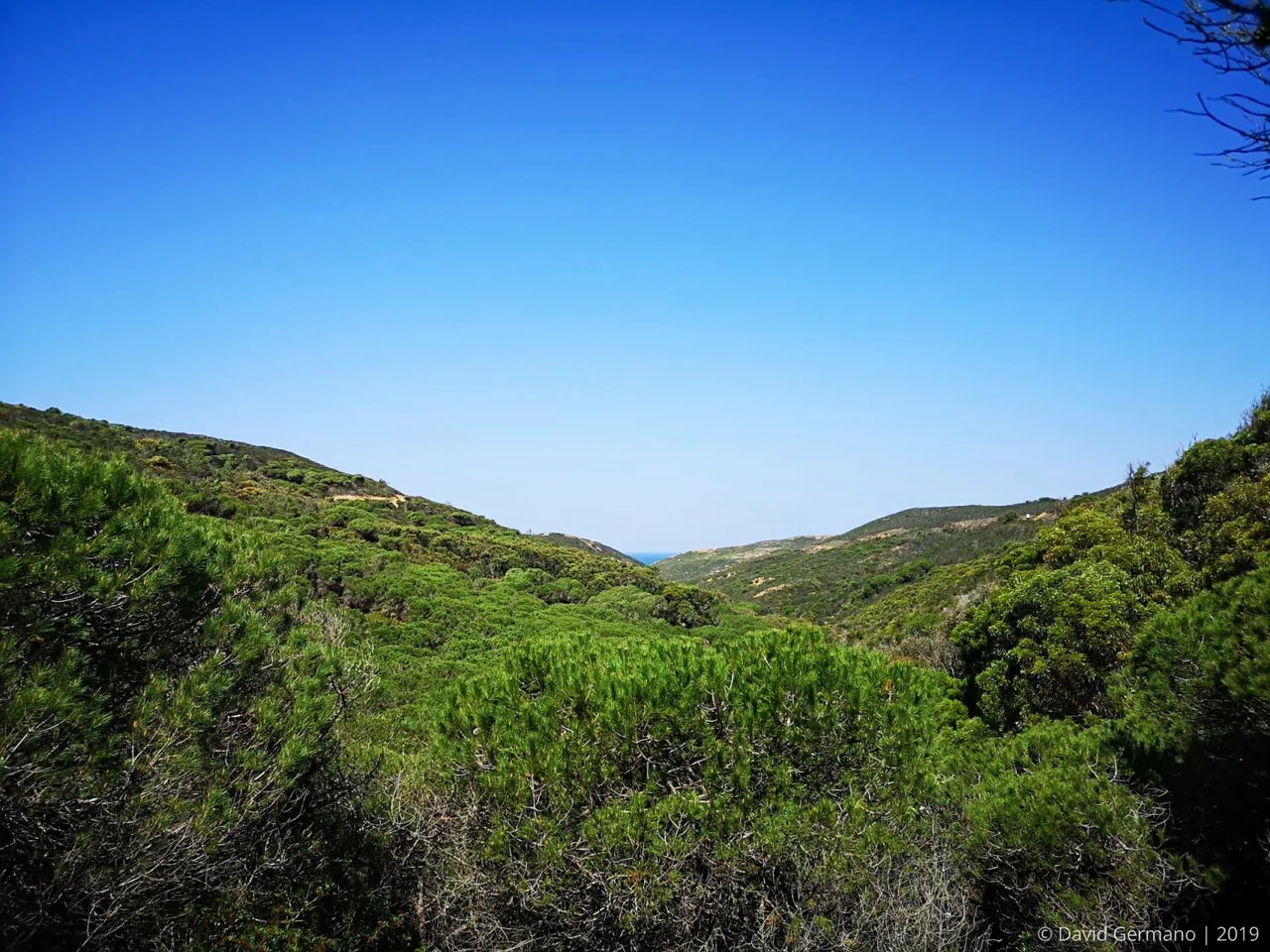 Pinhal (Trilho Ambiental do Castelejo).jpg