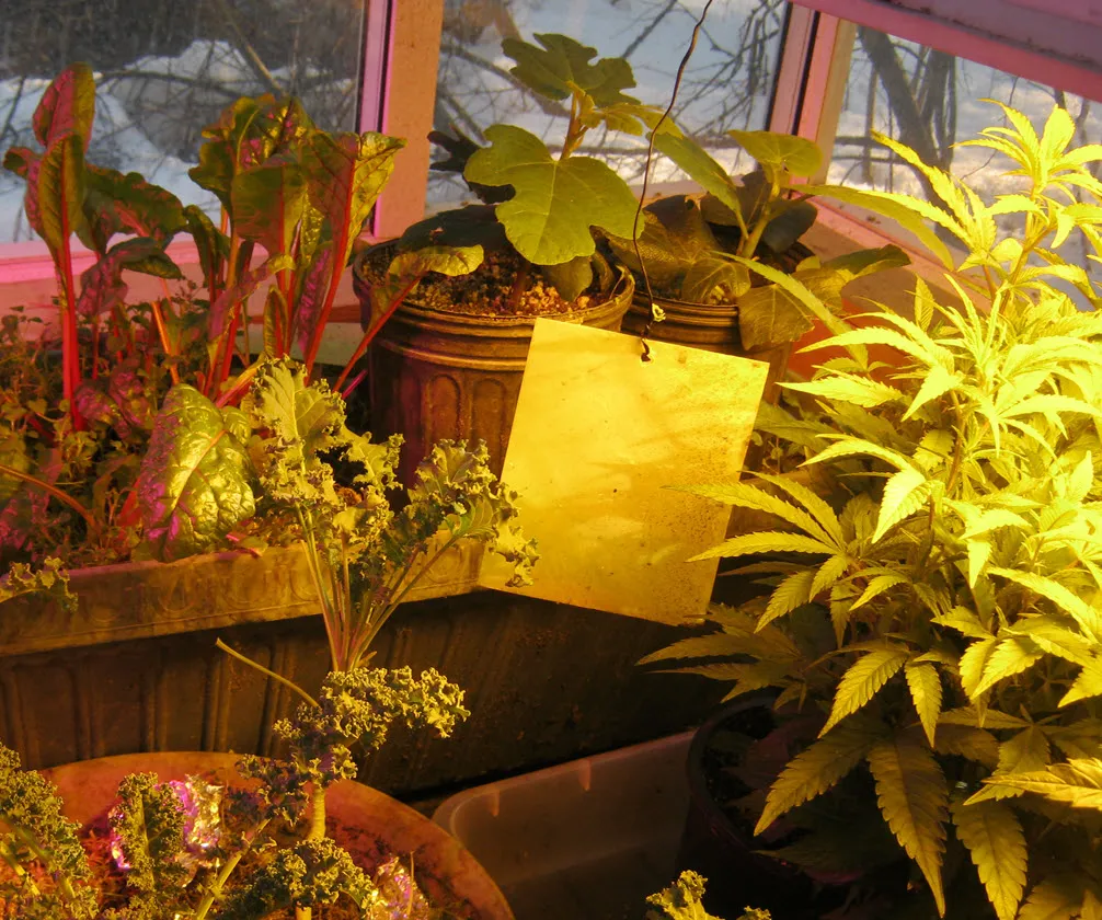 fig and canabis plants from cuttings.JPG