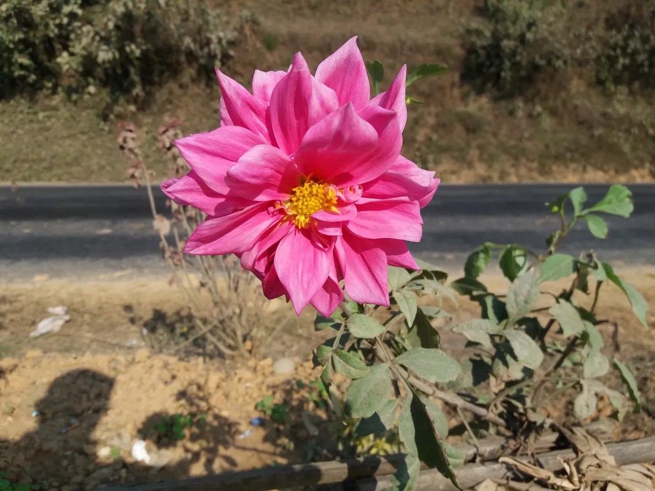 Flower on Roadside at Jamune Tanahun.jpg