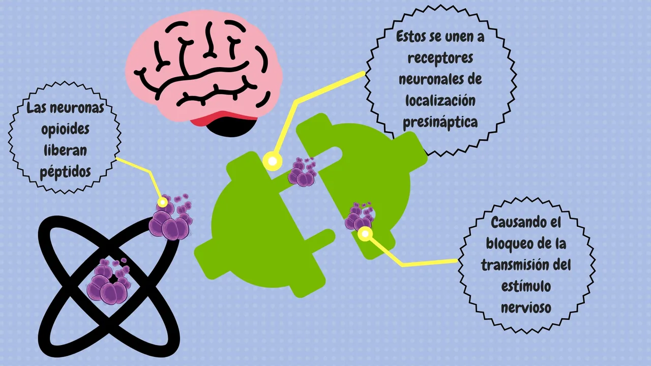 las neuronas opioides liberan peptidos.jpg