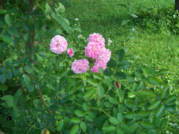 Climber rose blossoms crop July 2018.jpg