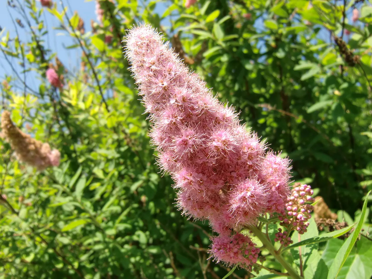 spreadfire1 petals pinkflowerday Syringa.JPG