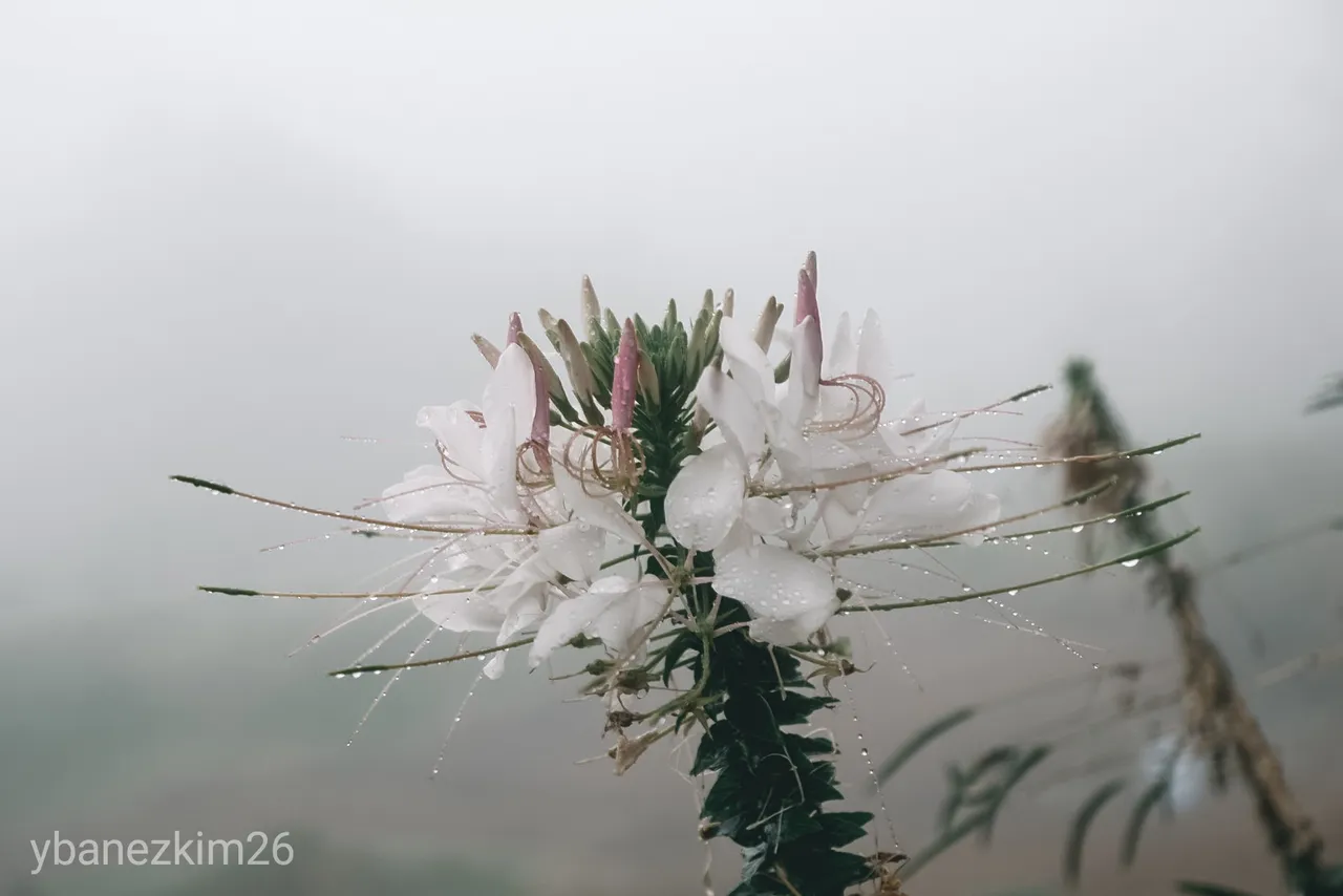 LRM_EXPORT_288003698613920_20190902_174208984.jpeg