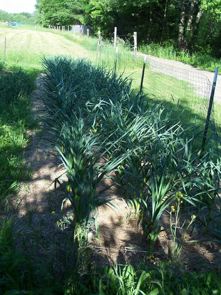 Big garden - garlic crop June 2019.jpg