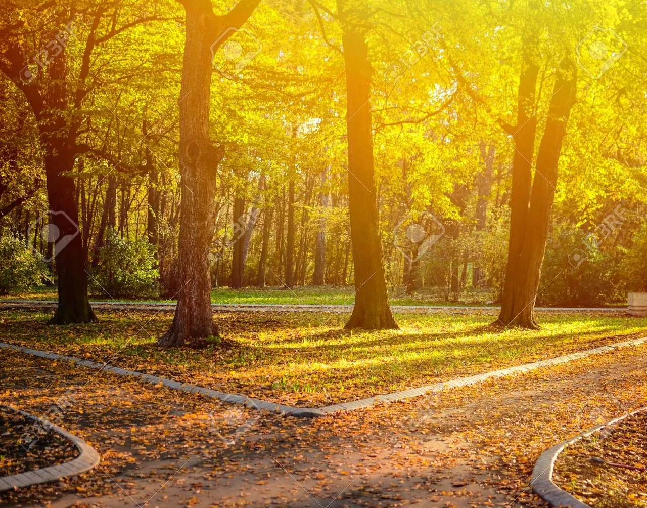 51130026-bosque-del-otoño-con-dos-caminos.jpg