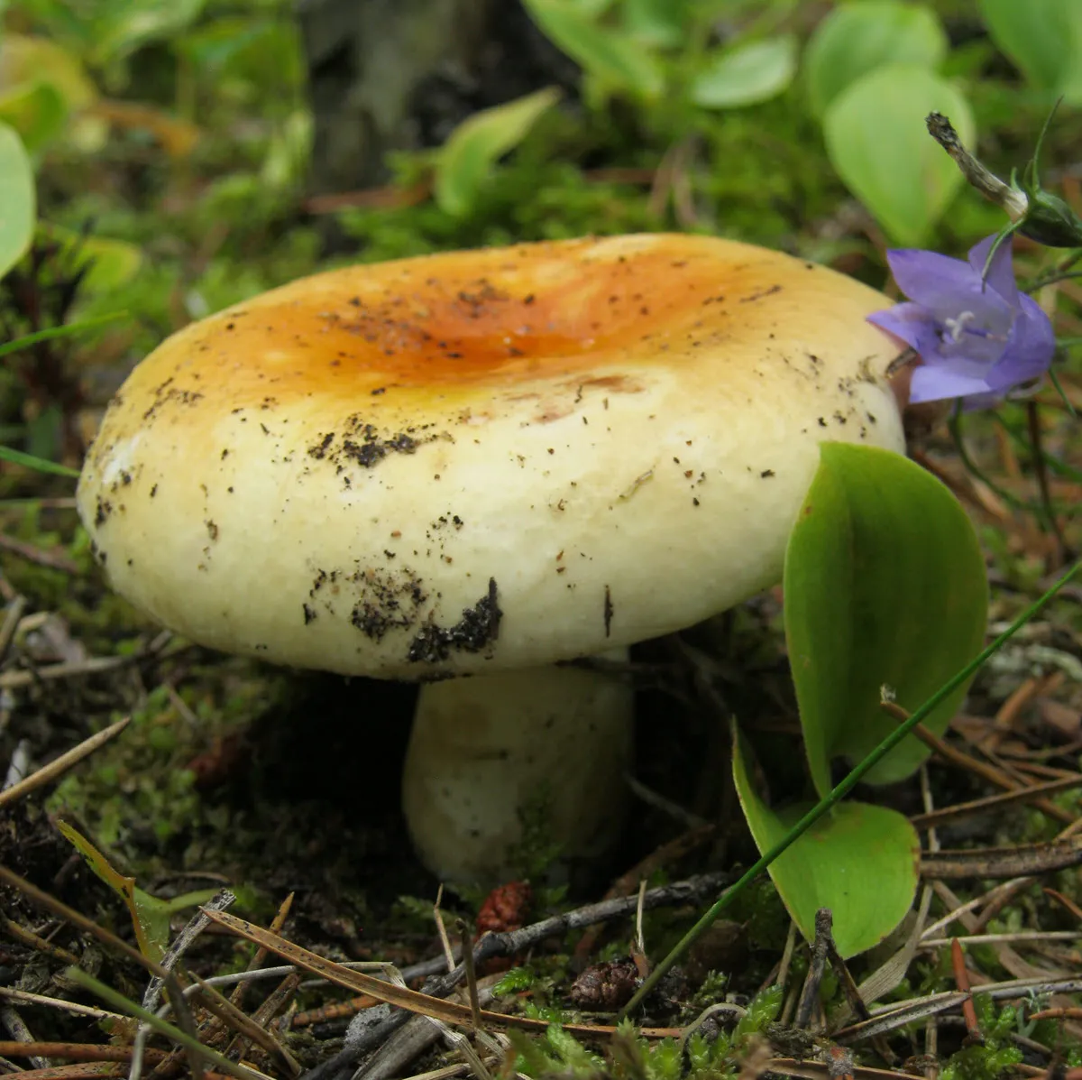 tan mushroom with blue bells resized.JPG