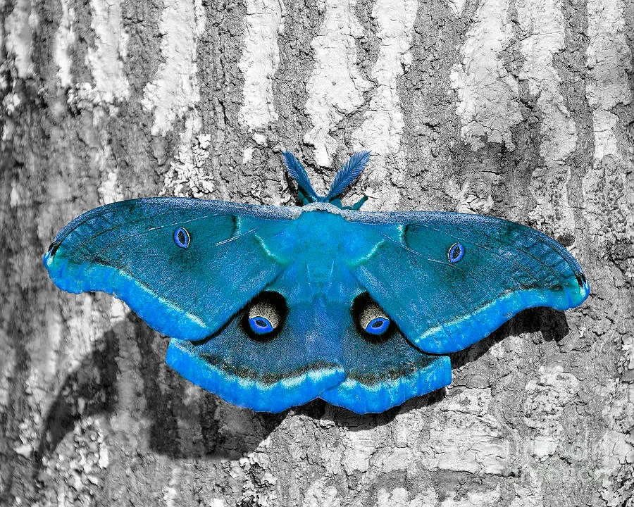 male-moth-light-blue-al-powell-photography-usa.jpg