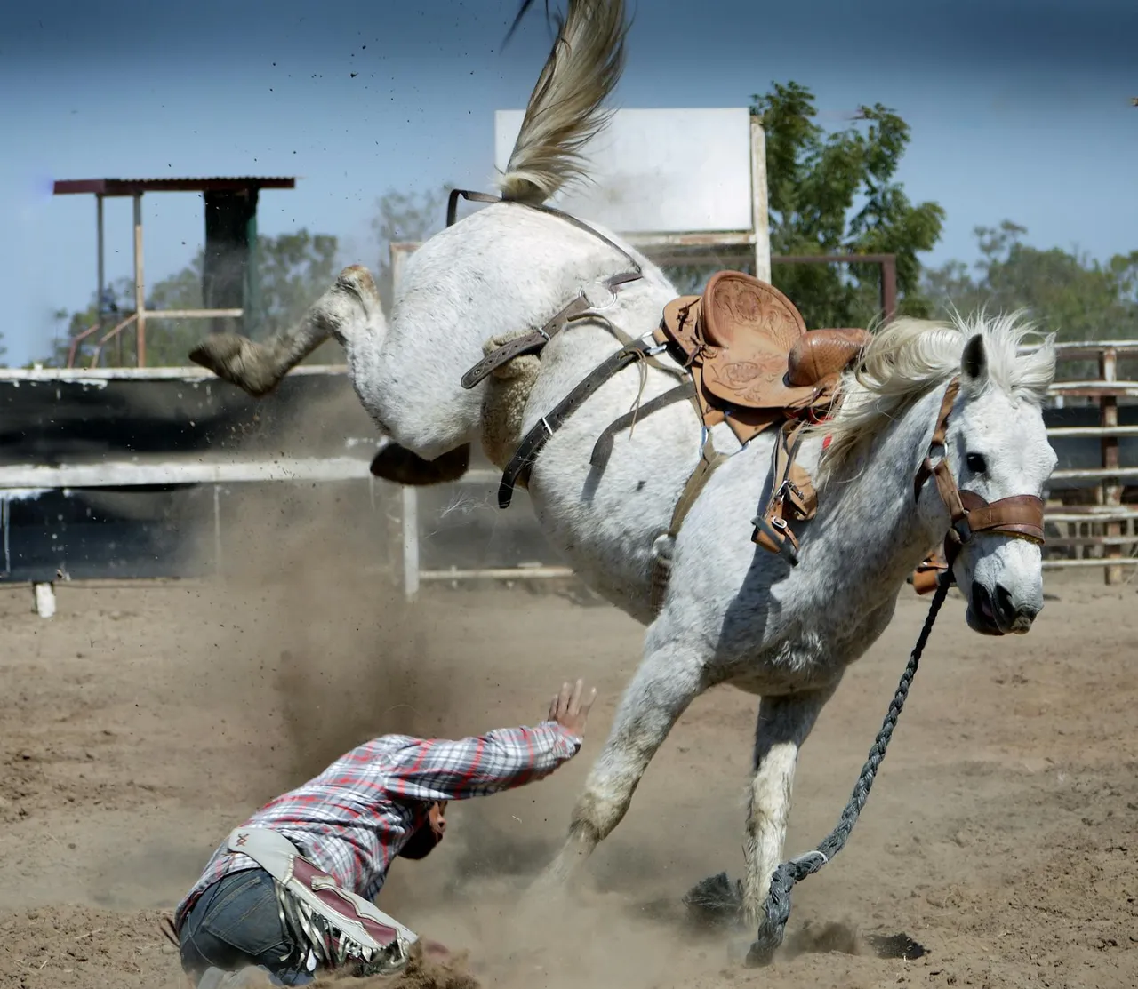 rodeo-horse-white-horse-action-shot.jpg