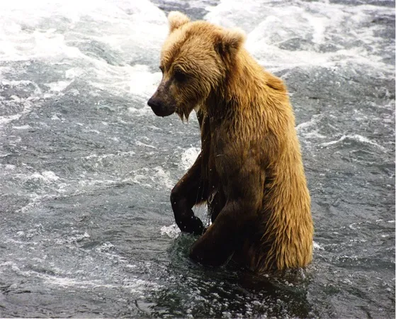 Brown_bear_at_Brooks_Falls credit brockin in a glory 1,2,2.5,3.0.jpg