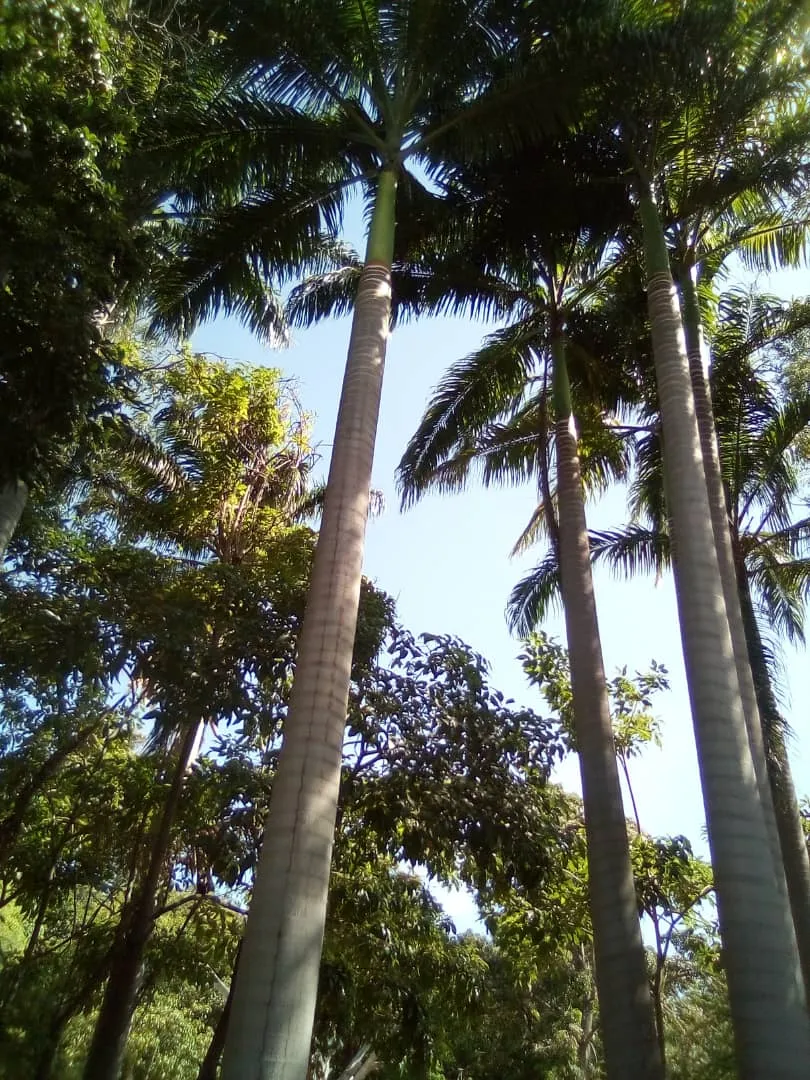 chaguaramos (4).jpeg