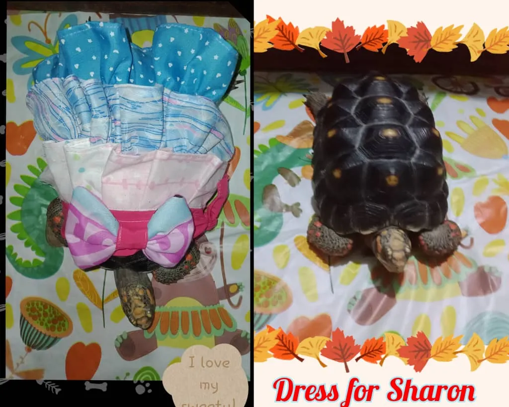 Dress with ruffles and bow for beautiful Sharon ** Vestido con rufles y lazo para la hermosa Sharon (Eng - Esp)
