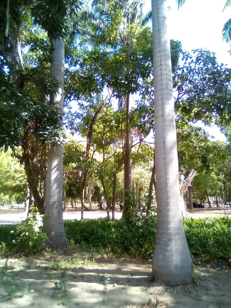 chaguaramos (5).jpeg