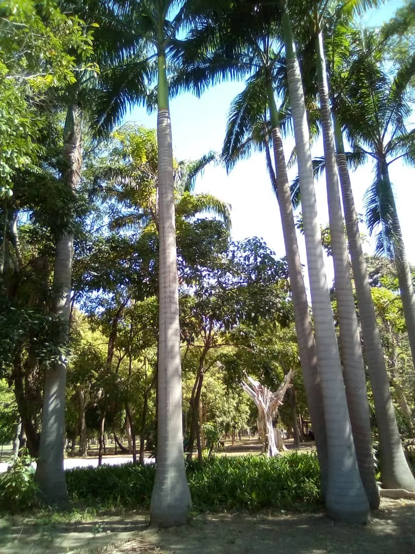 chaguaramos (1).jpeg