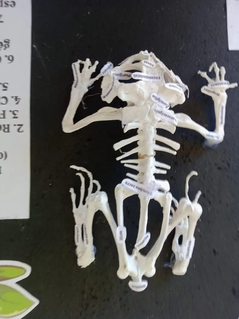 maqueta (3).jpeg