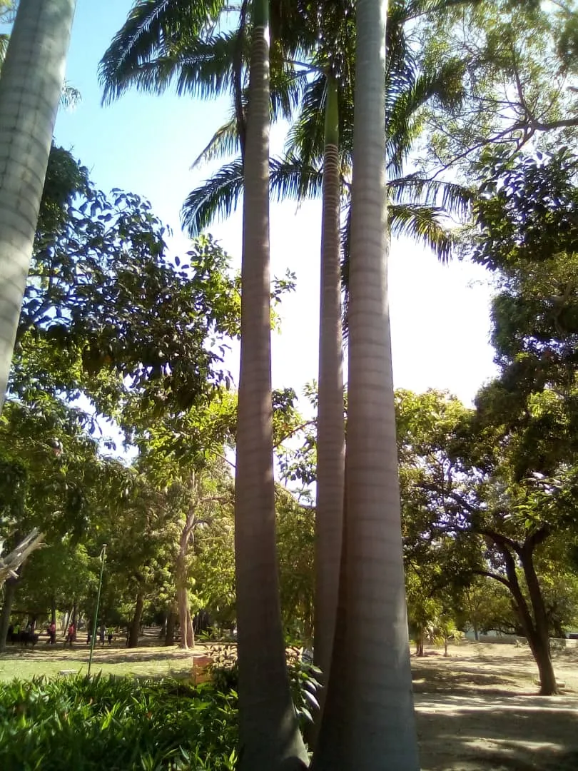chaguaramos (7).jpeg
