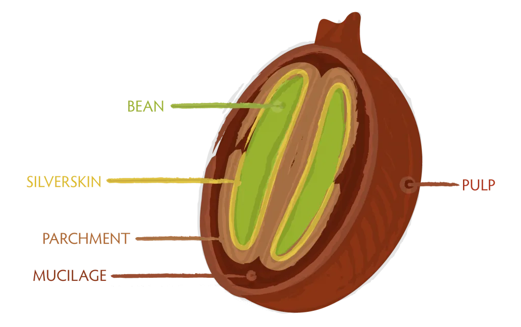 bean-cross-section-1024x644.png