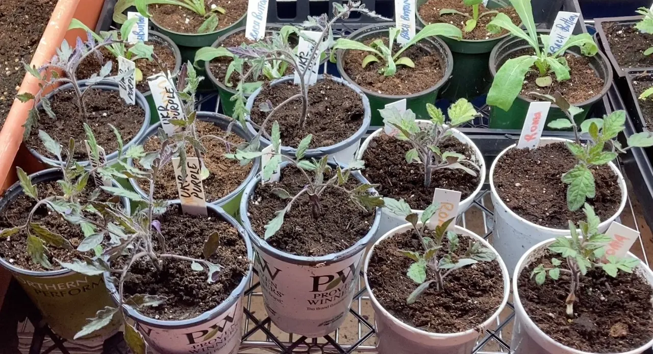 Potting Up Tomato and Flowers.jpg
