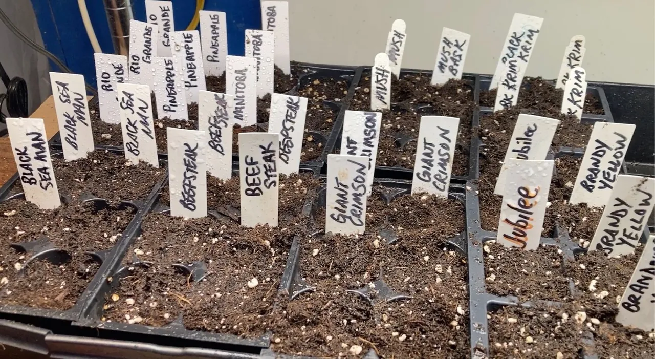 Sowing Slicer Beefsteak 2025.jpg