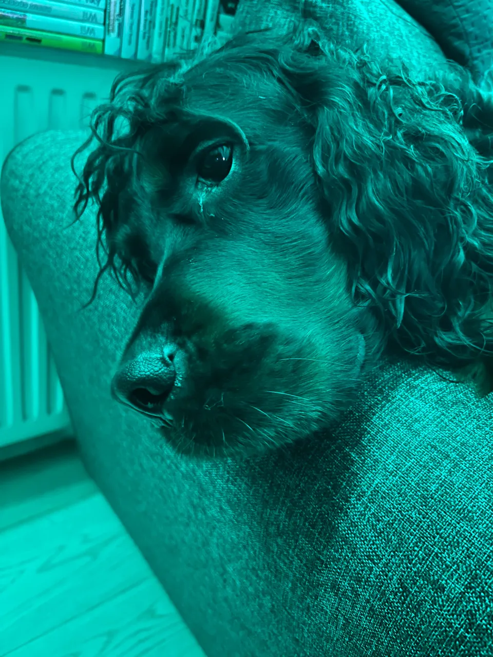 IMG_0312.jpeg