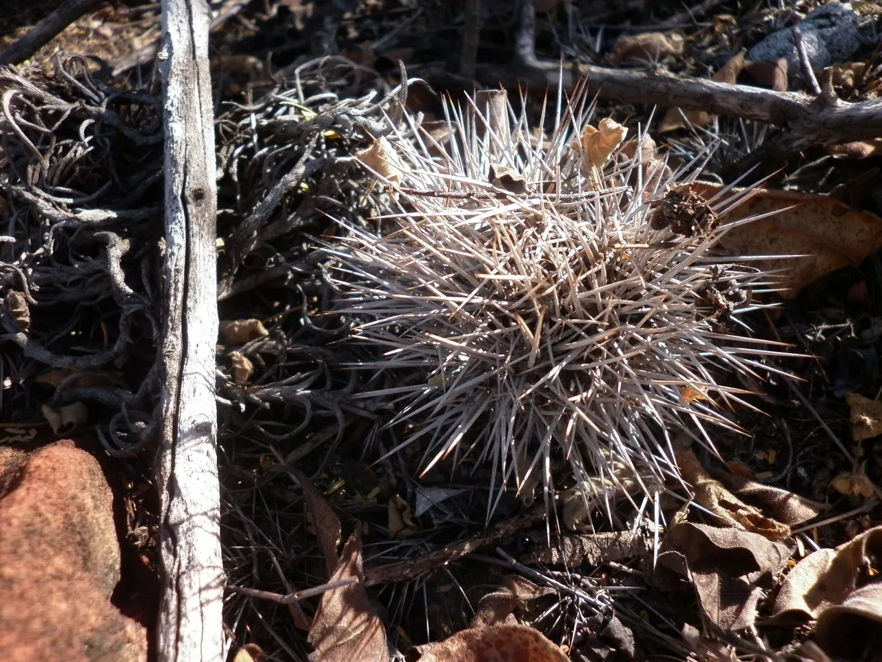 P1030078.JPG